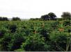 Christmas Tree Farm Bristol